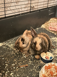 Kaks lahutamatut jänkusõde!! Koos puuriga (2 foto / 3)