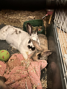 Kaks lahutamatut jänkusõde!! Koos puuriga (3 foto / 3)