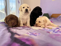 Labradorinnoutaja pentuja