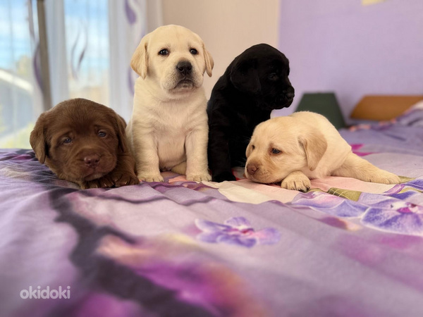 Labradorinnoutaja pentuja
