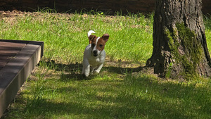 Jack Russell- terrierinpennut (4 valokuva sivusta 7)