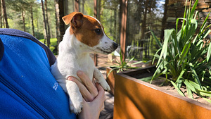 Jack Russell- terrierinpennut (6 valokuva sivusta 7)