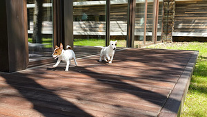 Jack Russell- terrierinpennut (7 valokuva sivusta 7)