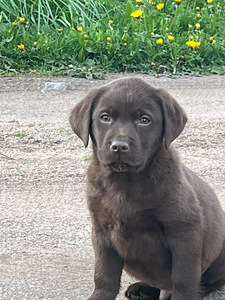 Labradorinnoutaja pentu (2 valokuva sivusta 3)