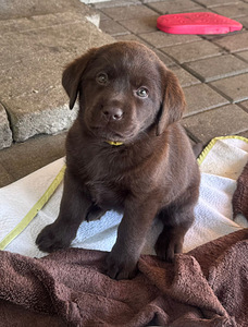 Labradorinnoutaja pentuja