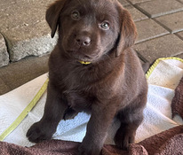Labradorinnoutaja pentuja