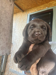 Labradorinnoutaja pentuja (4 valokuva sivusta 7)