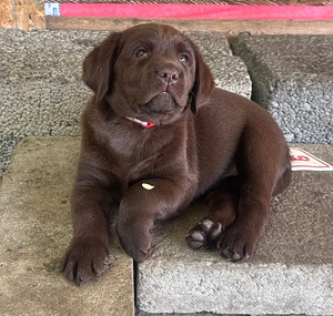 Labradorinnoutaja pentuja (6 valokuva sivusta 7)