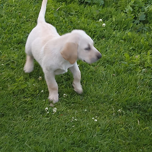 Labradorinnoutaja pennut (1 valokuva sivusta 5)