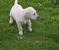 Labradorinnoutaja pennut