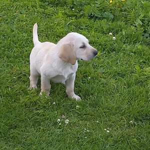 Labradorinnoutaja pennut (2 valokuva sivusta 5)
