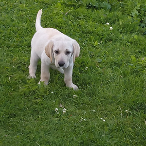 Labradorinnoutaja pennut (3 valokuva sivusta 5)