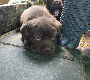 Labradorinnoutaja pentu (2 valokuva sivusta 3)
