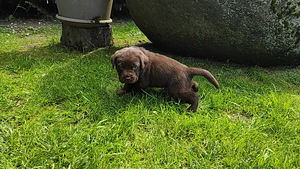 Labradorinnoutaja pentu (3 valokuva sivusta 3)