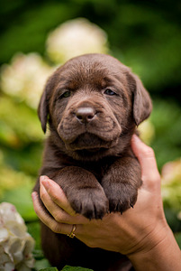 Labradorinnoutaja pennut (5 valokuva sivusta 6)