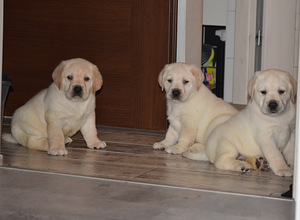 Labradorinnoutaja pennut (2 valokuva sivusta 6)