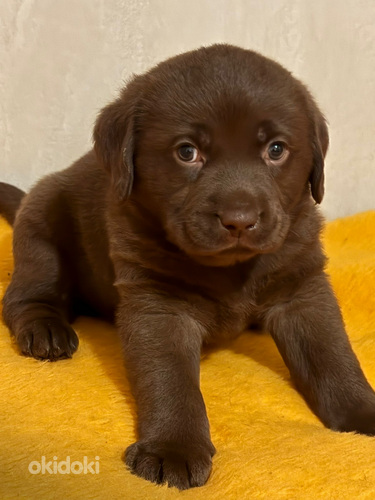 Labradorinnoutaja pennut