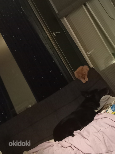 Etsitään Kissanpentua