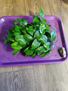 Anubias barteri (1 foto / 2)