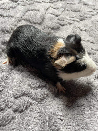 Merisiga