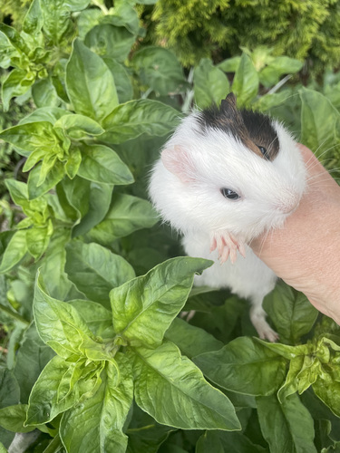 Merisiga