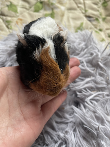 Merisiga