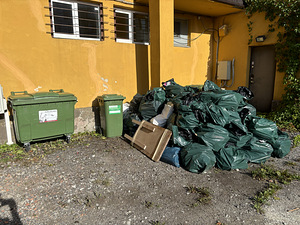 Kuivad küttepuud (hallitusega) (4 foto / 4)