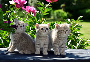 Британские котята (2 фото из 3)