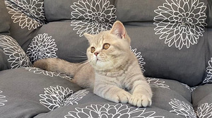 Британские котята (3 фото из 3)