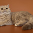 Британский клубный котенок (фото #1)