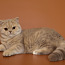 Британский клубный котенок (фото #2)