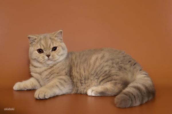 Британский клубный котенок (фото #2)