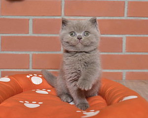 Британские котята (3 фото из 5)