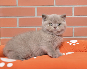 Британские котята (4 фото из 5)