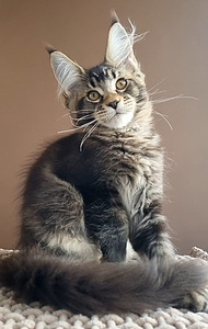 Maine coon (3 valokuva sivusta 7)