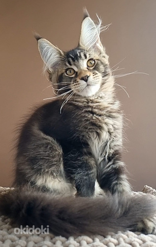 Maine coon (valokuva #3)