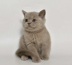 British kittens