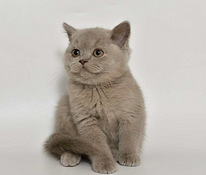 British kittens