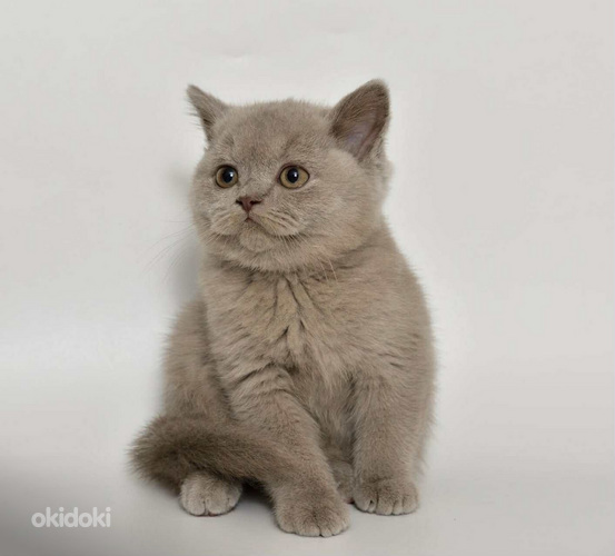 British kittens