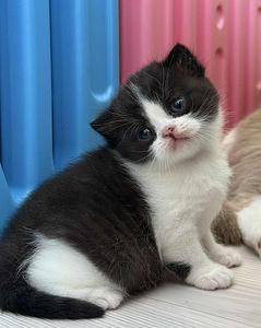 British kittens