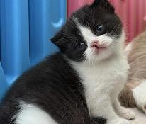 British kittens