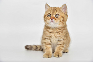 British kittens (2 valokuva sivusta 2)