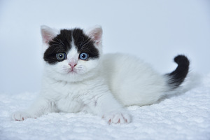 British kittens (2 valokuva sivusta 4)