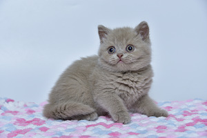 British kittens (1 valokuva sivusta 7)