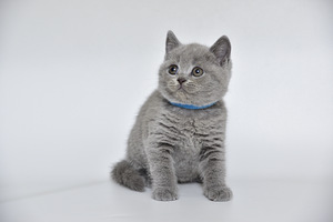 Британские котята