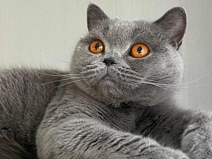 British cat (female) (1 foto / 2)