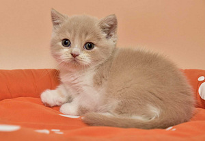 Британский котенок (1 фото из 6)