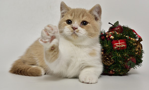 Британские котята (1 фото из 5)