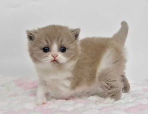 British kittens