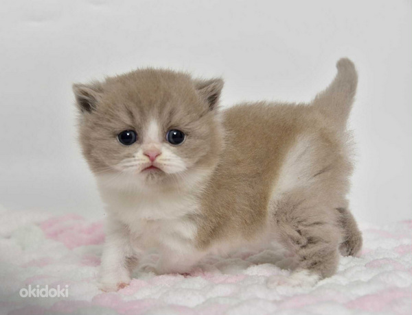 British kittens